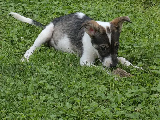 Harper