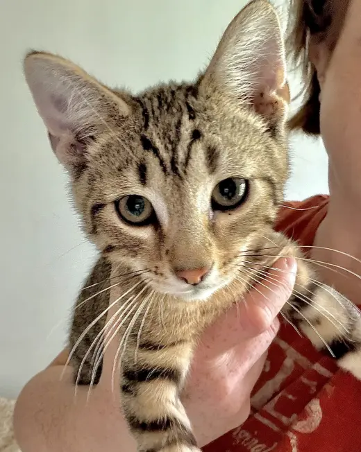 Brass Knuckles-At Petco in High Pointe Commons