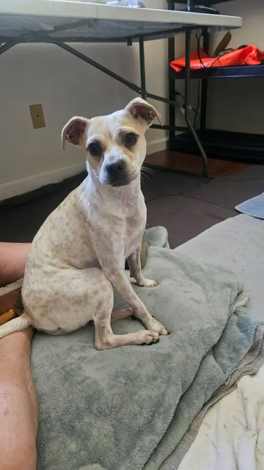 Hazel, a small mixed breed female