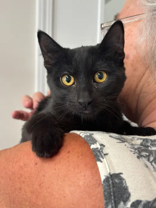 Kitten - Leyla