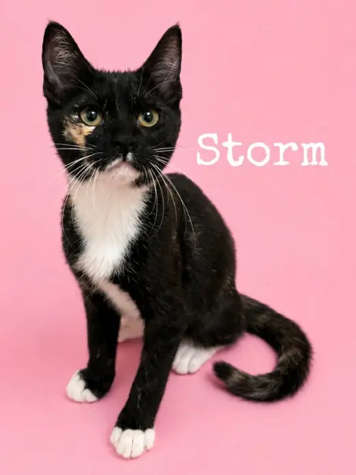 Storm