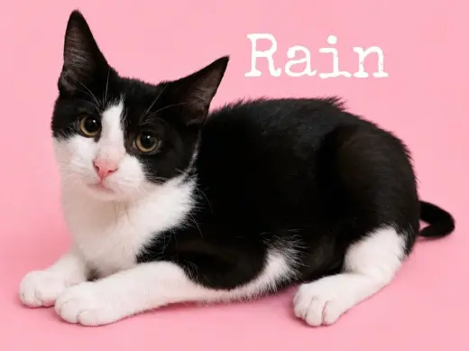Rain