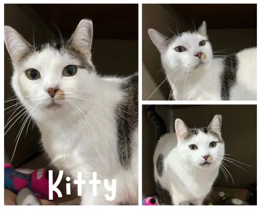 Kitty- WAIVED FEE