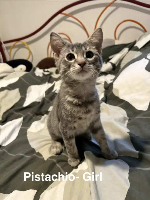 Pistachio