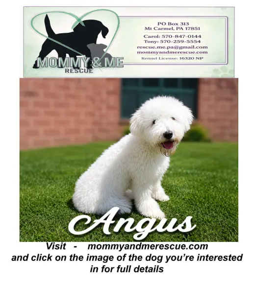 Angus