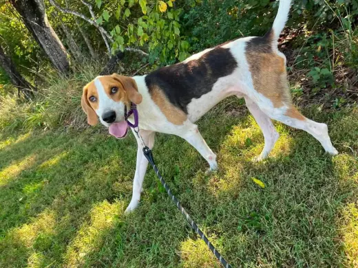 Cowboy: At shelter