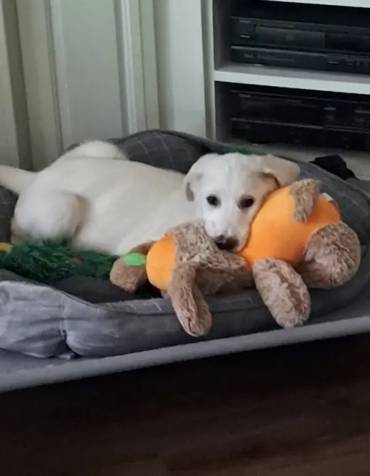 Gus