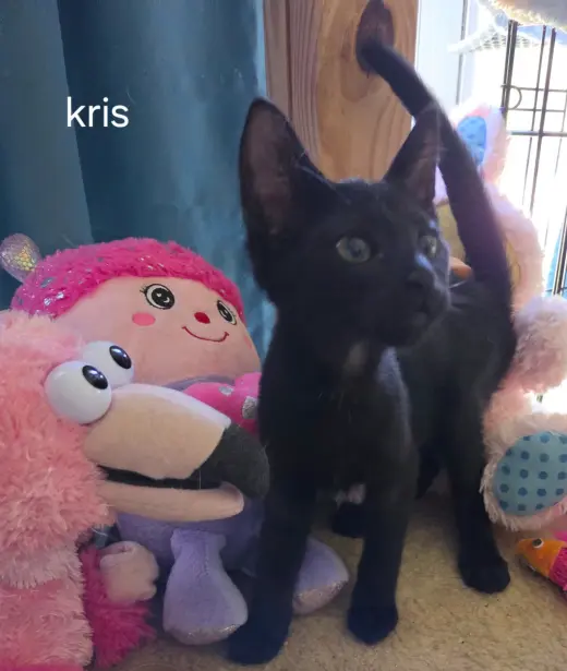 Kris