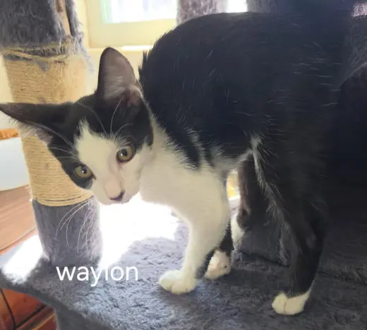Waylon