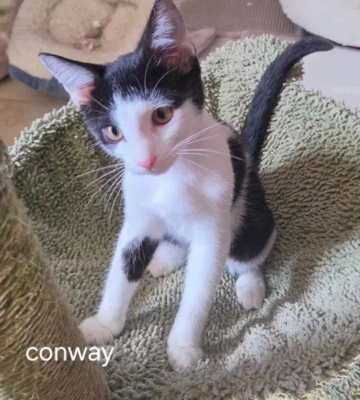 Conway