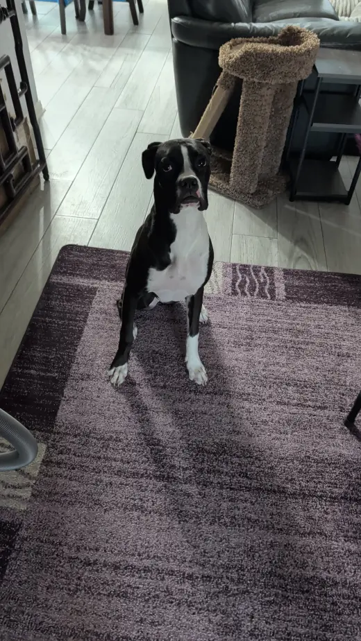 KALI