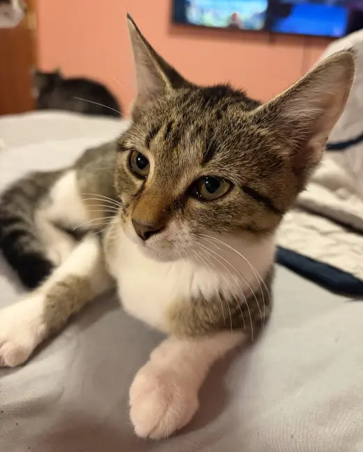 KITTEN FOXY