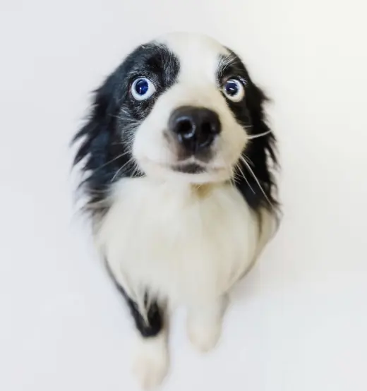 Milo