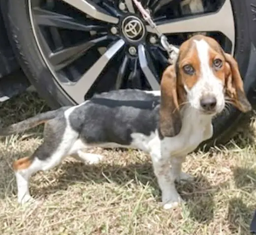 NALA - ADOPTION PENDING!
