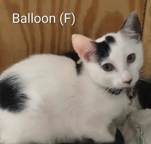 Balloon