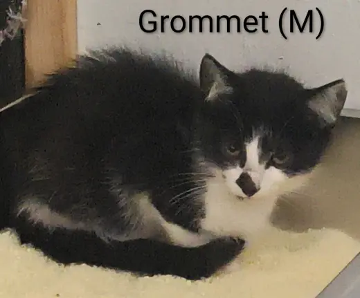Grommet