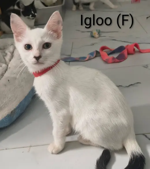 Igloo