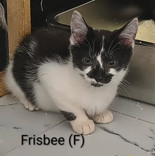 Frisbee