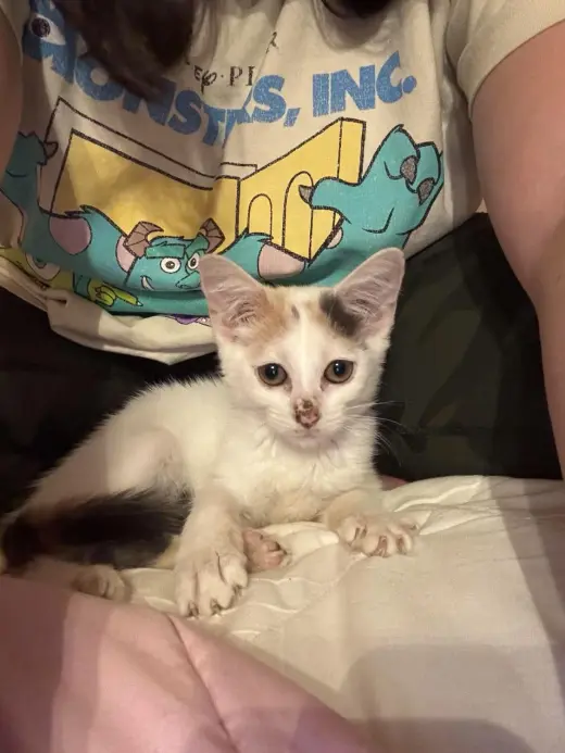Snowbell (Kitty)