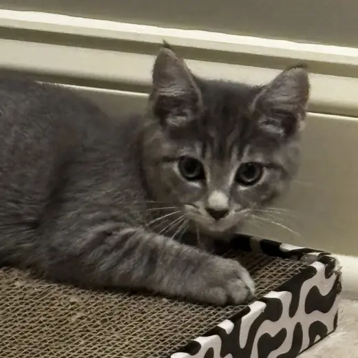 Charlie M