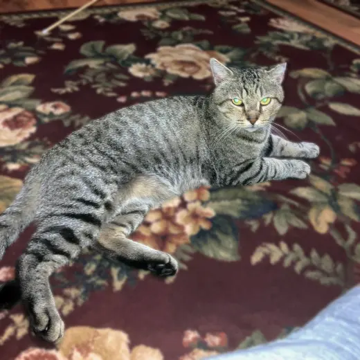 Vinnie