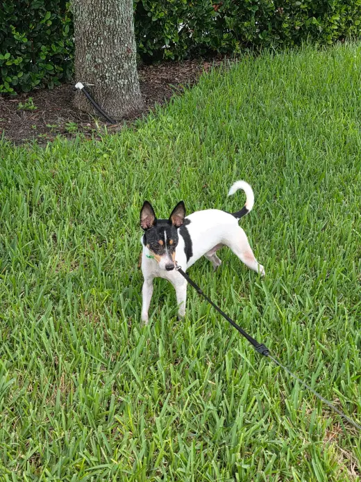 Bobby