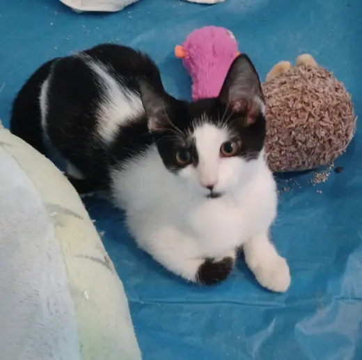 Oreo *