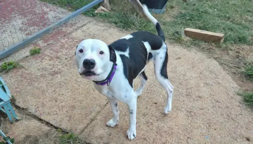 Emma aka Little Dog: Not at shelter (Ron)