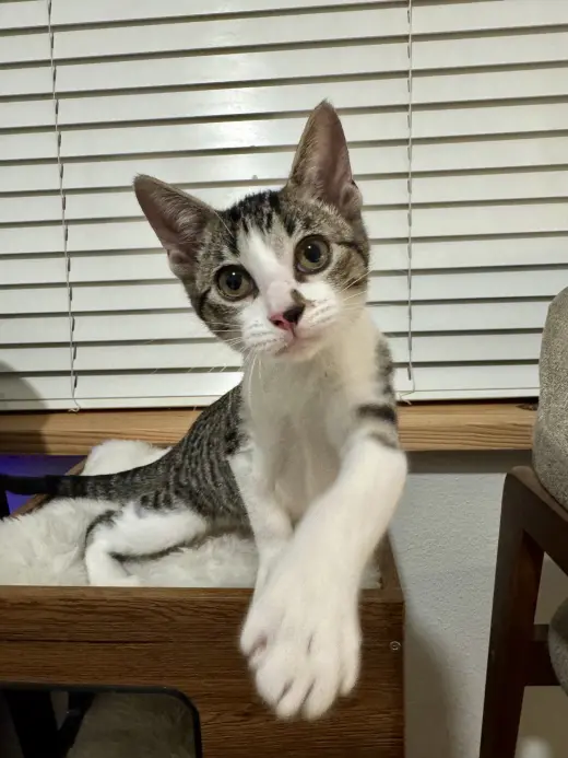 Penelope