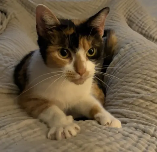 Cora