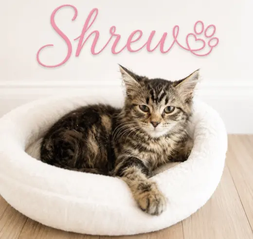 Shrew