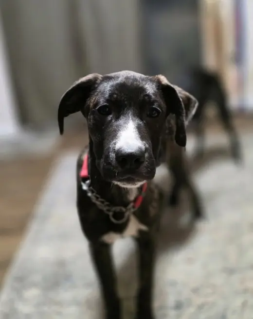 Beloved Babes : Buster