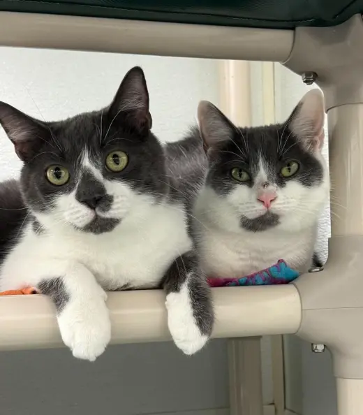 Nellie AND Little Oscar