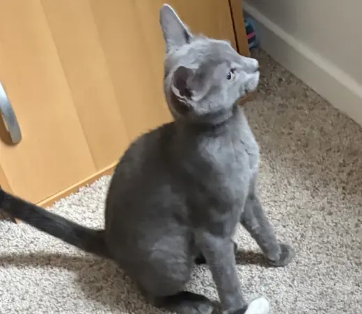 Frankie =^.^=