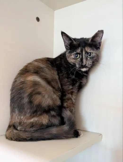 Paloma