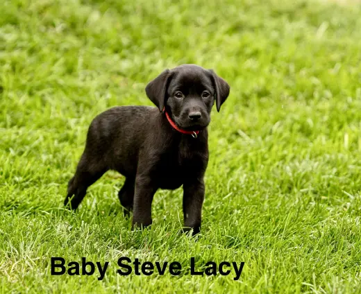 Baby Steve Lacy