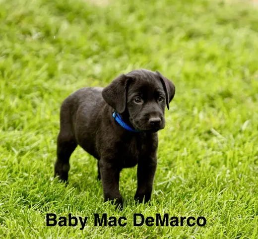 Baby Mac DeMarco