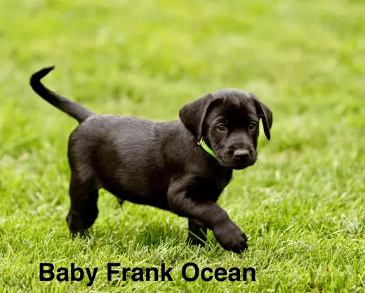 Baby Frank Ocean