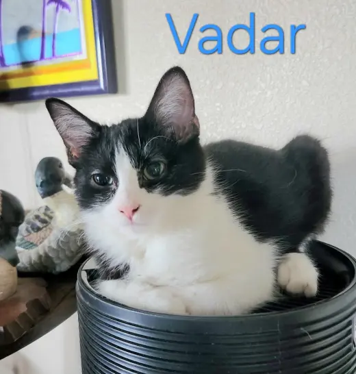 Vadar