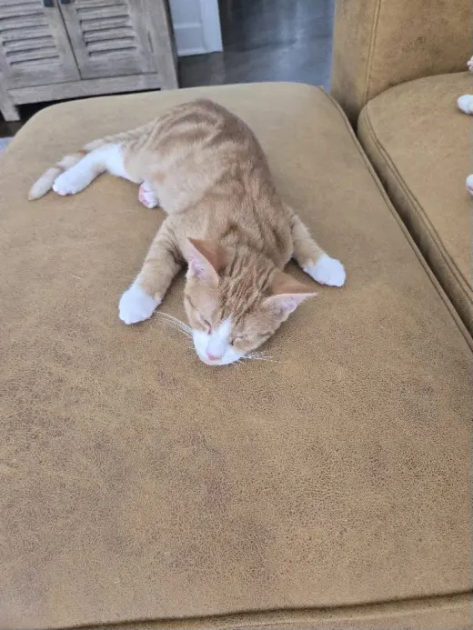 Otis =^.^=