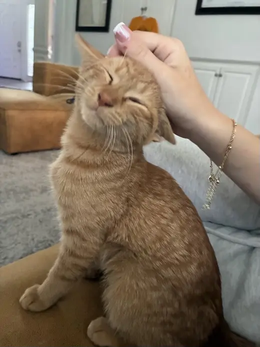 Olive =^.^=