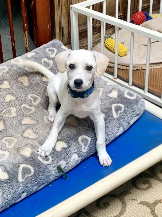 Boggie