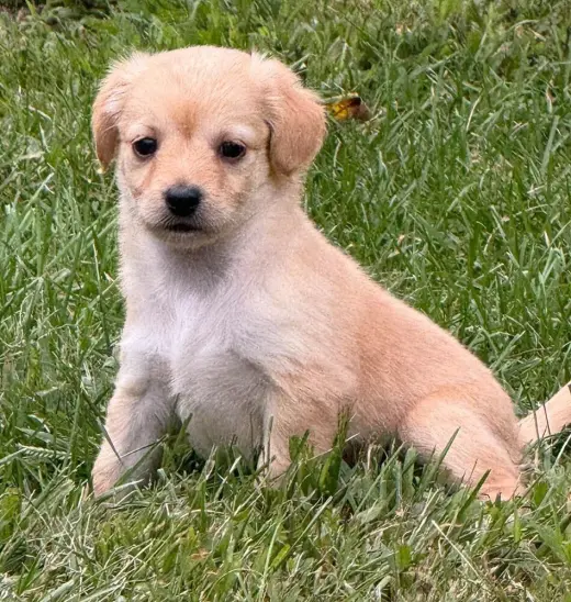 Carlie (AL)