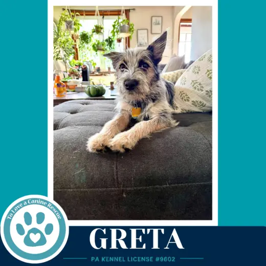 Greta (Gee Pups) 082226