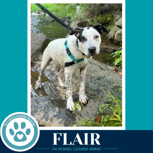 Flair (Speckled Six) 082226
