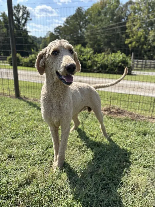 Bentley Aug 26