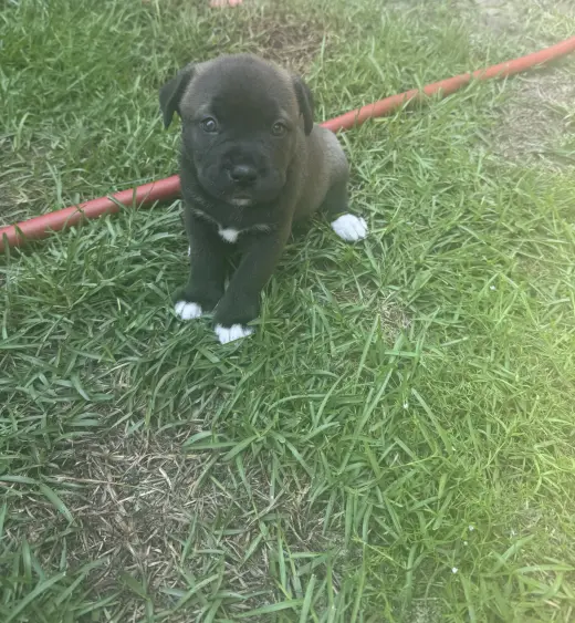 Hermione (Harry Potter litter)