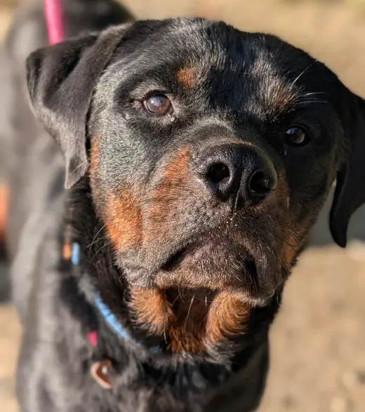 Yogi