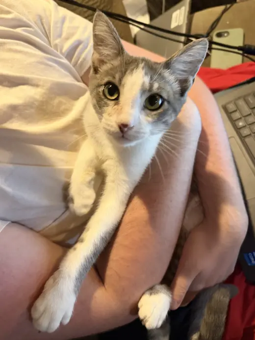 Ringo