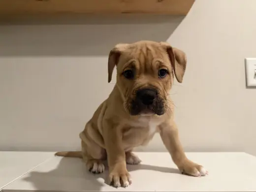 Bennet